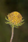 Pineland false sunflower